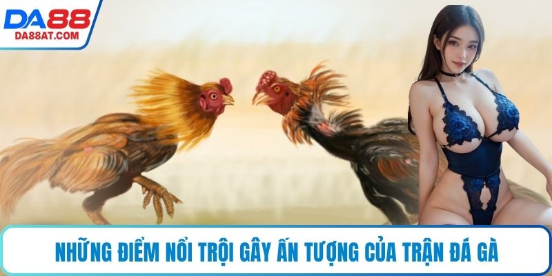 Những điểm nổi trội gây ấn tượng của trận đá gà